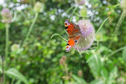 Peacock Butterfly on Blossom Teasel