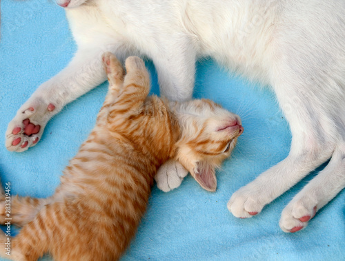Little orange tabby kitten, resting next to white adult cat