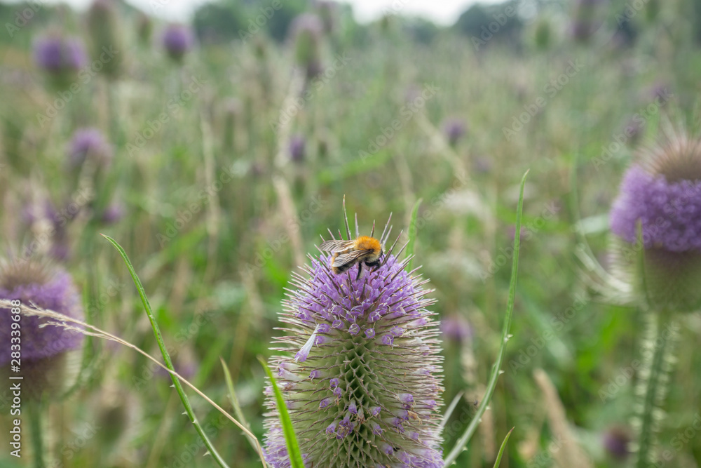 Fototapeta premium Bee on Blossom Teasel at Summer Meadow