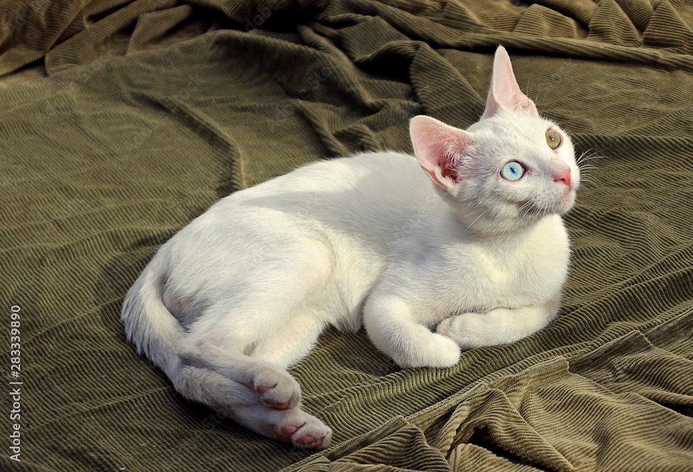 Khao Manee cat-white fur and odd-eyed