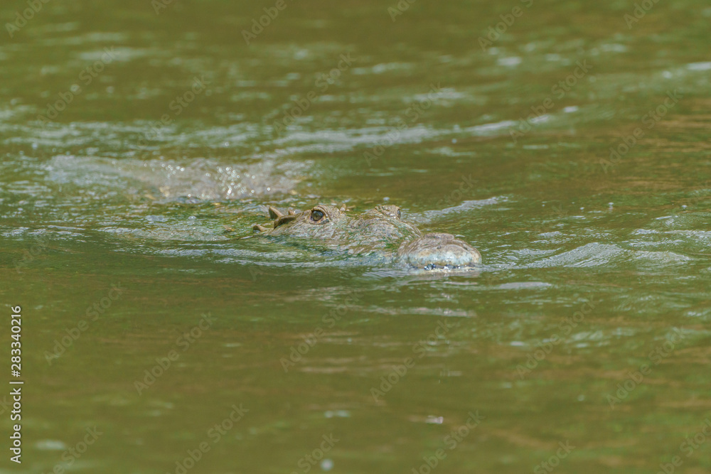 American Crocodile (Crocodylus acutus), taken in Costa Rica. American Crocodile (Crocodylus acutus), taken in Costa Rica.