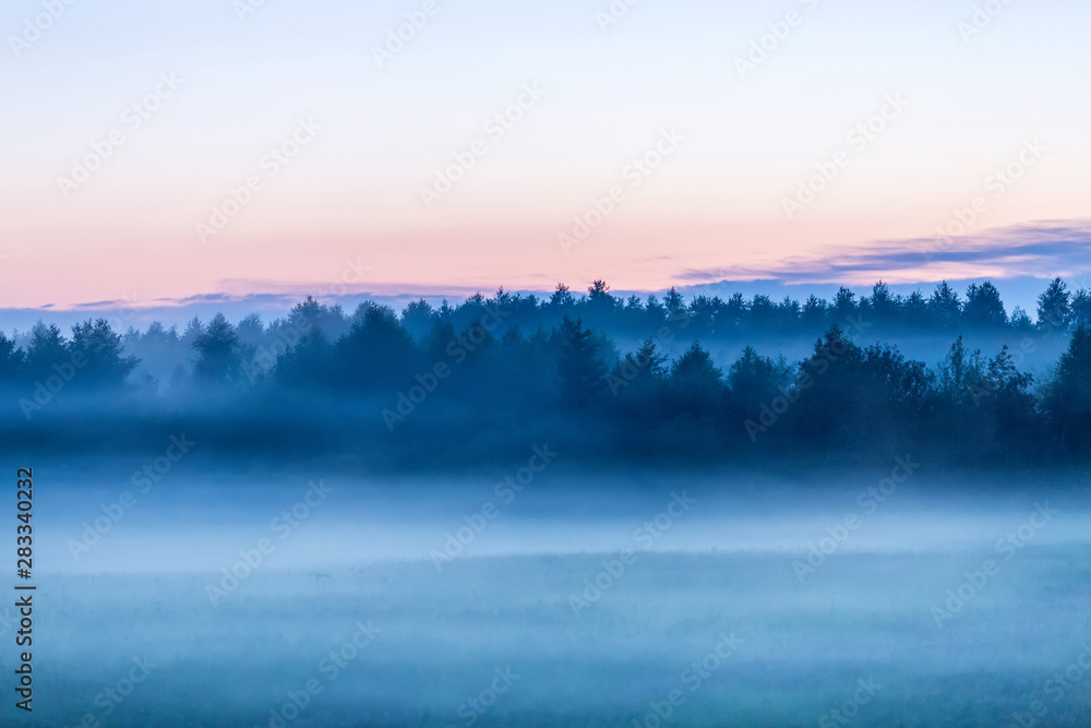 Misty forest after sunset