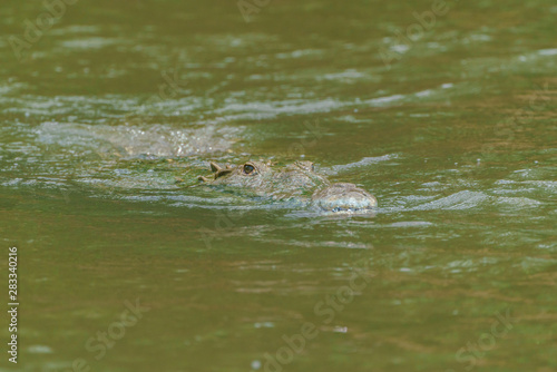 American Crocodile (Crocodylus acutus), taken in Costa Rica.