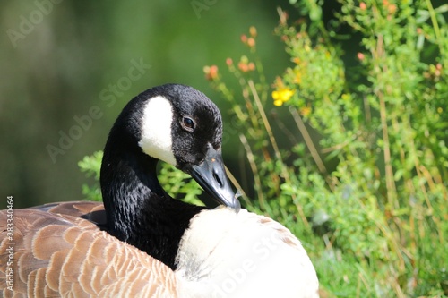 portrait of goose