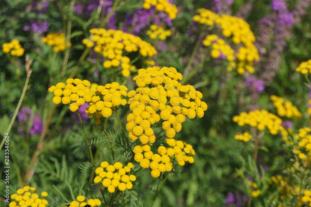 Obraz premium Goldgarbe