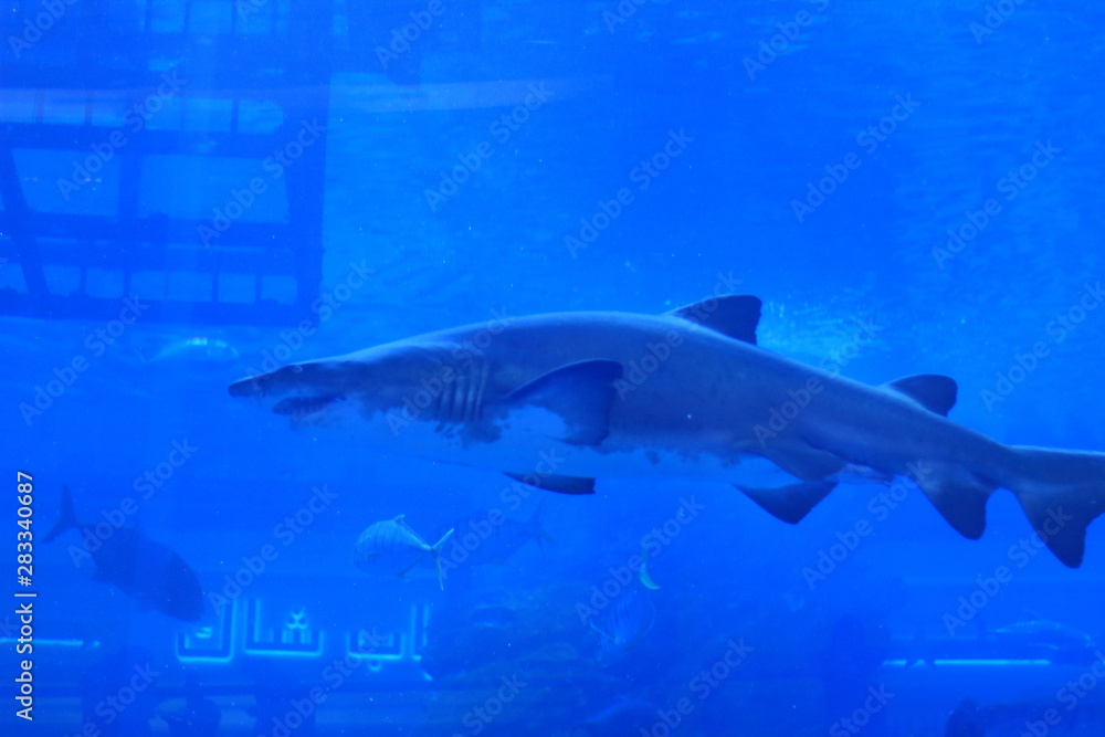 Fototapeta premium Malaysia 