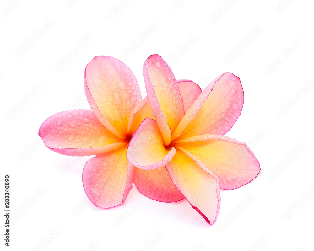 Tropical flowers frangipani (plumeria) isolated on white background