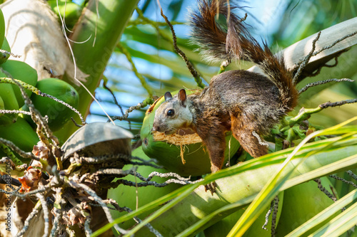 Variegated Squirrel (Sciurus variegatoides) in Costa Rica photo