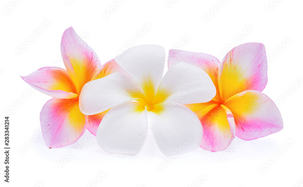 Fototapeta premium kwiat plumerii wyizolowany na białym tle