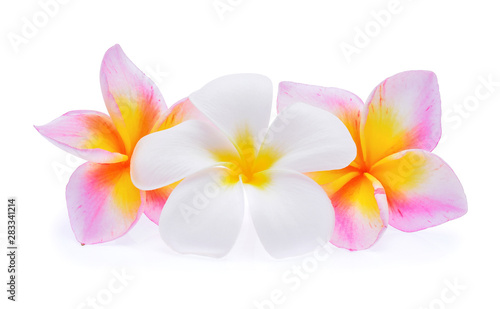 frangipani flower isolated on white background