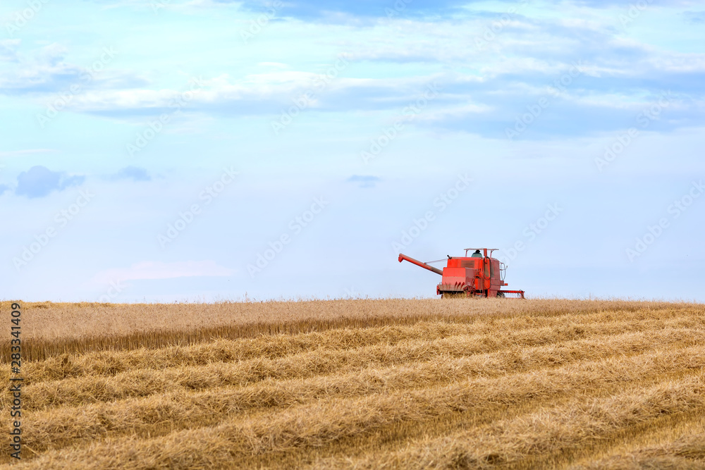 Fototapeta premium Red combine harvesting