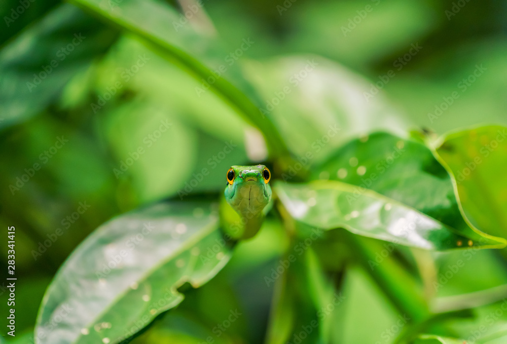Cope's Vine Snake (Oxybelis brevirostris) in Costa Rica Cope's Vine Snake (Oxybelis brevirostris) in Costa Rica