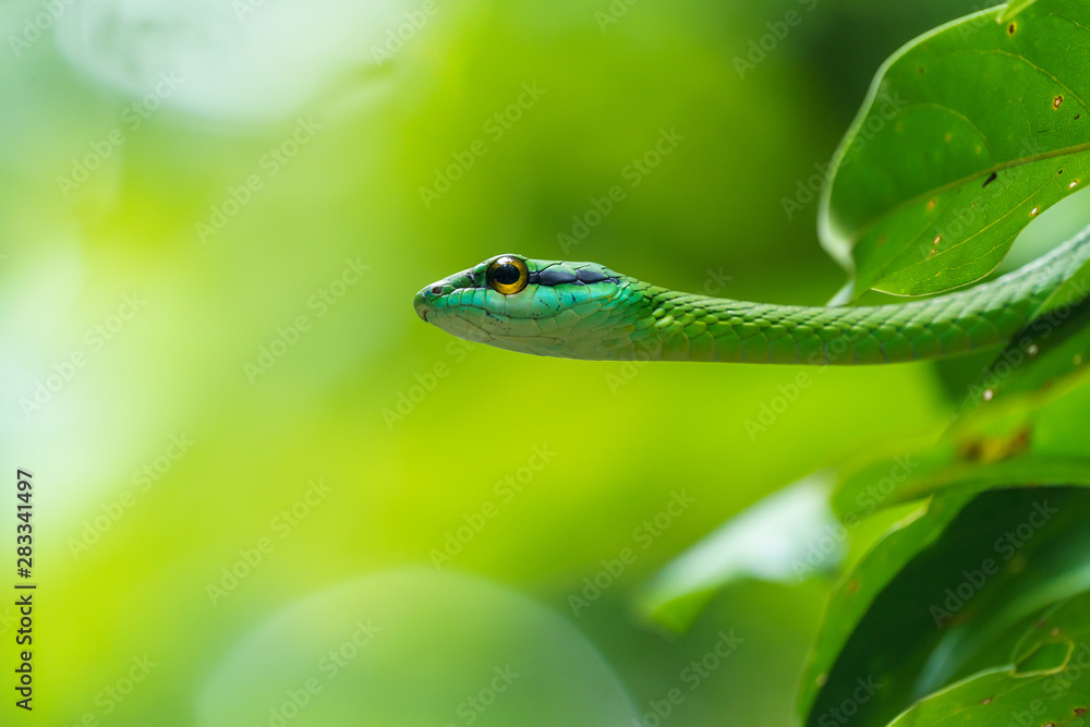Cope's Vine Snake (Oxybelis brevirostris) in Costa Rica Cope's Vine Snake (Oxybelis brevirostris) in Costa Rica