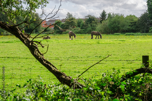 Horses in a field in the South Staffordshire countryside in the UK.