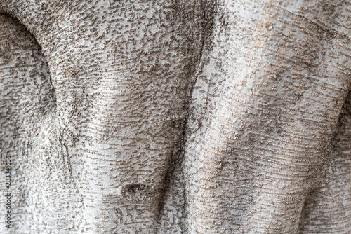 Close-up of tree bark of a benjamin fig on the island of La Gomera