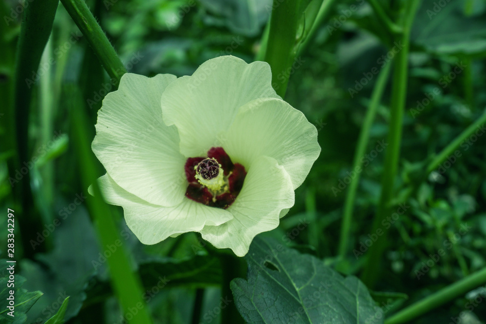 Okra, Abelmoschus esculentus, known in many English-speaking countries as ladies' fingers or ochro, is a flowering plant in the mallow family. Okra, Abelmoschus esculentus, known in many English-speaking countries as ladies' fingers or ochro, is a flowering plant in the mallow family.