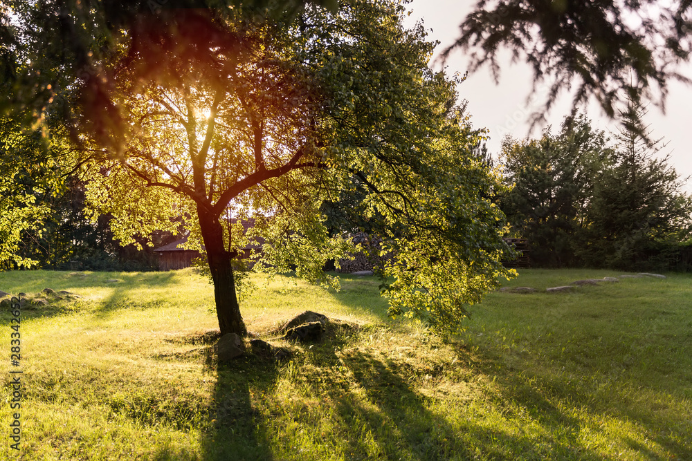 Fototapeta premium Sunset behind the tree