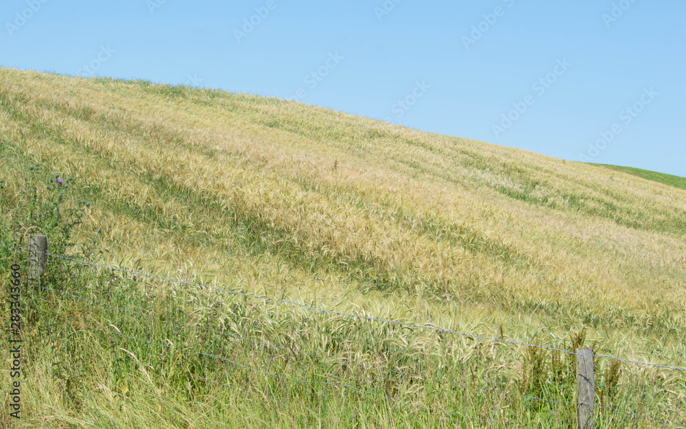 Fototapeta premium Wheatfield and fence blue
