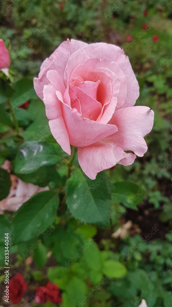 beautiful colored roses in the garden