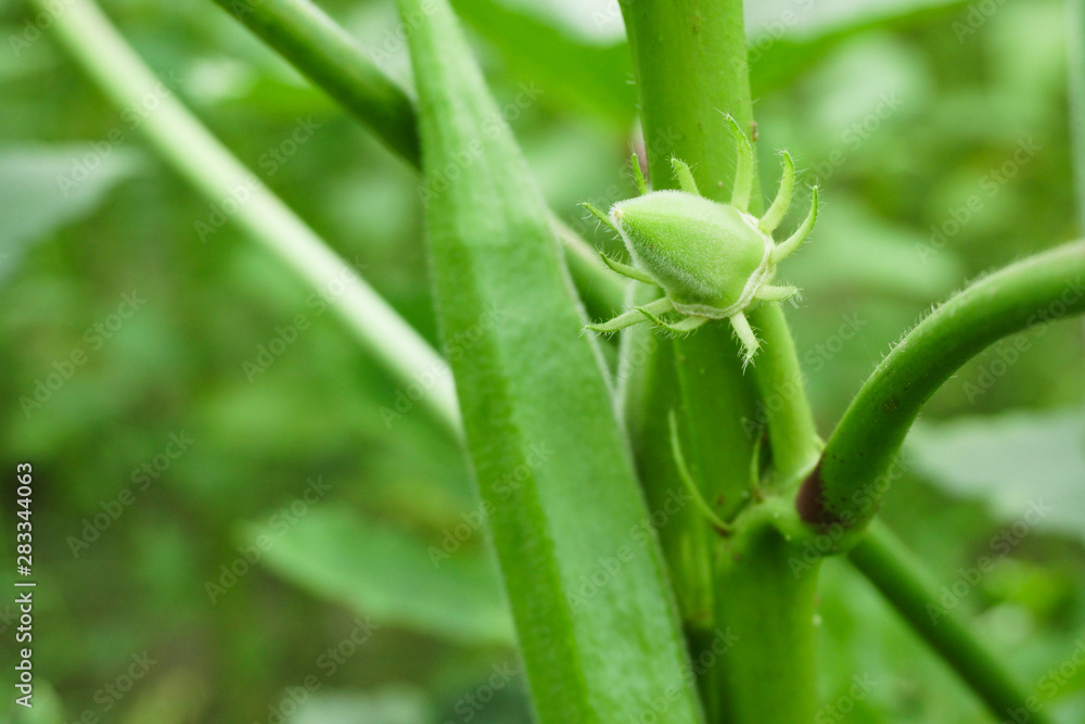 Big Size Lady Finger plant, Okra Abelmoschus esculentus, known in many Englishspeaking