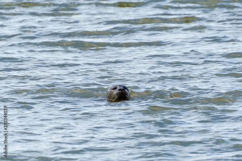 Grey seal (Halichoerus grypus) on the Thames