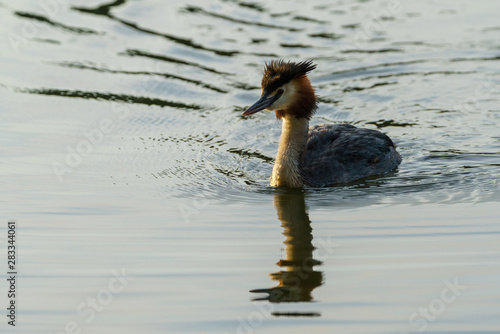 Great Crested Grebe (Podiceps cristatus), taken in the UK