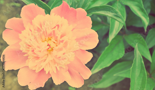 pink flower