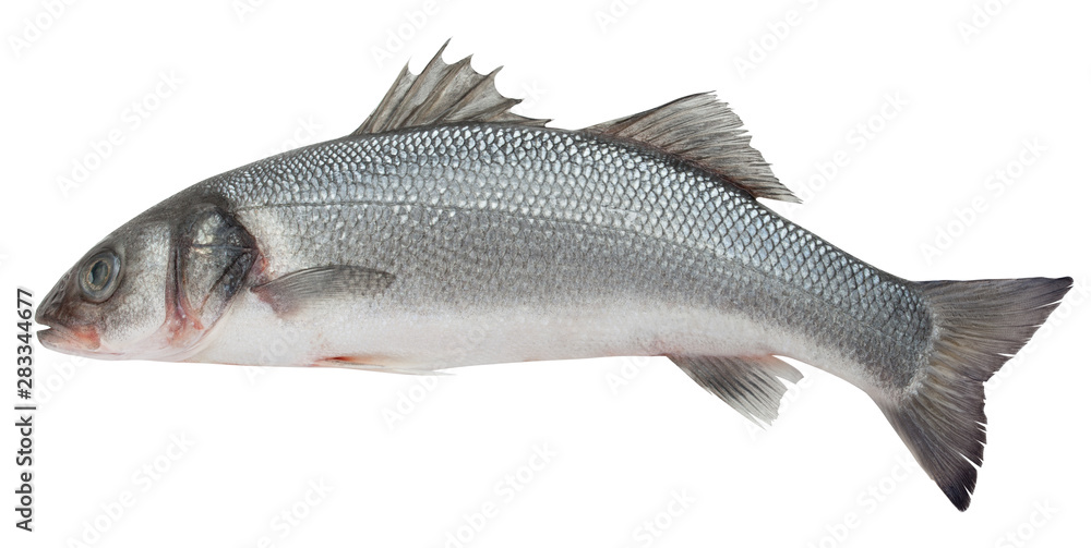 Obraz premium Seabass isolated on white background, clipping path, full depth of field