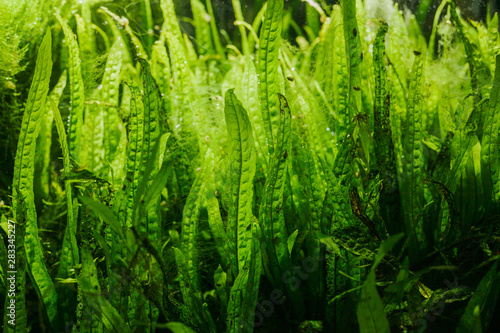 Fotografia Details of Aquarium Algae or Green Seaweed