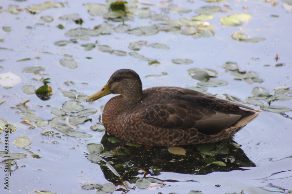 duck in water duck in water