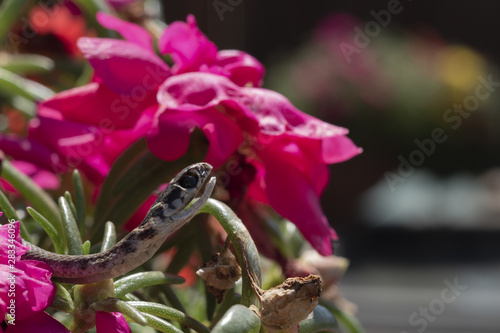 Biacco young European whip snake into red flowers photo