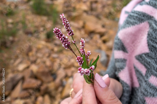The wild flower in woman's hand.