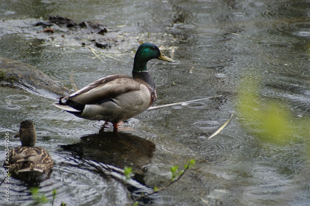 Obraz premium duck and drake