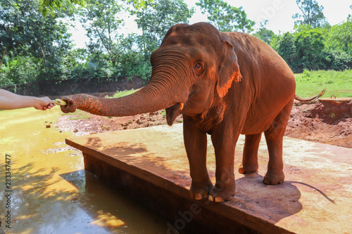 Asian elephant at Dongshan Safari Park, Hainan, China