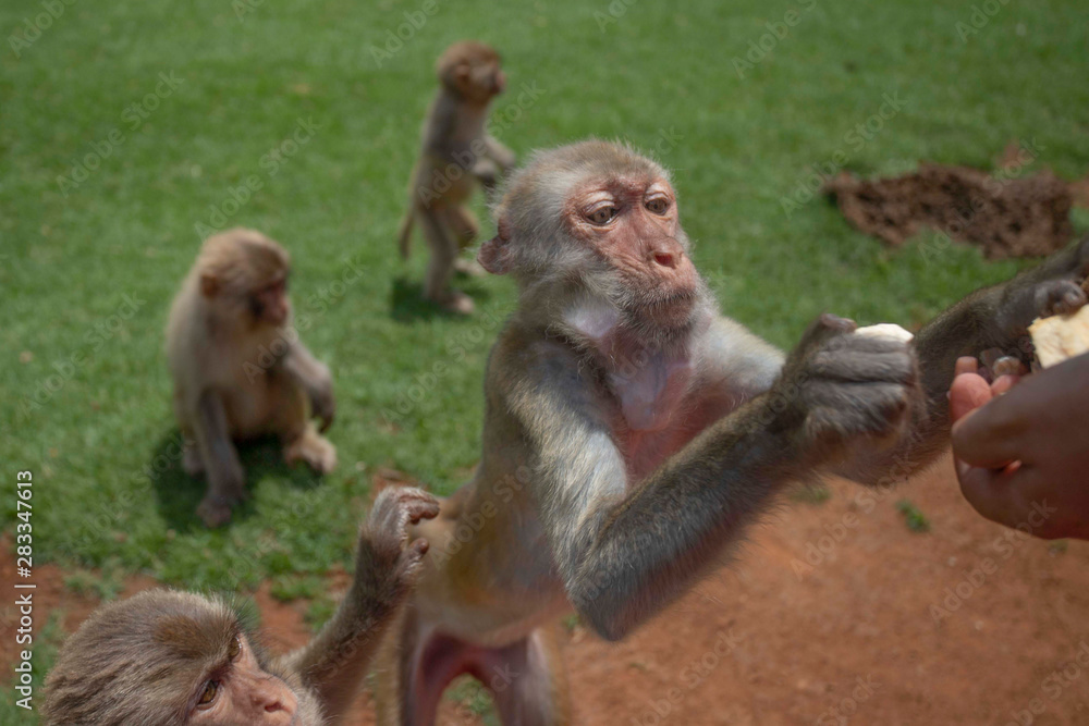 monkeys, macaques in Dongshan Safari Park, Hainan, China