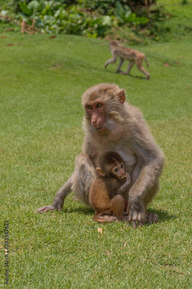 Fototapeta premium monkeys, macaques in Dongshan Safari Park, Hainan, China