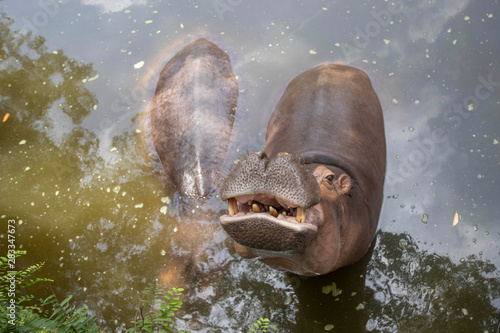 Hippopotamus in Dongshan Safari Park, Hainan, China