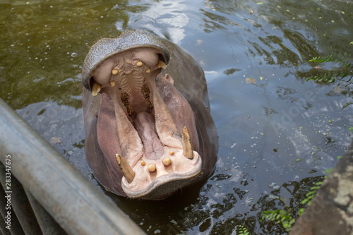 Hippopotamus in Dongshan Safari Park, Hainan, China