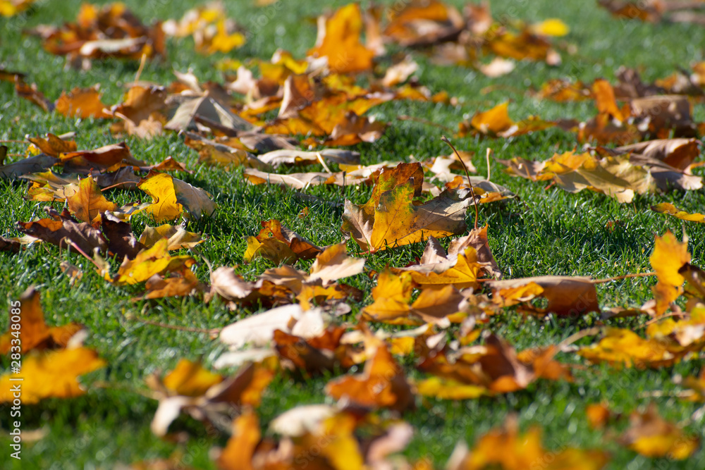 Fallen yellow autumn maple leaves is on the green grass Fallen yellow autumn maple leaves is on the green grass