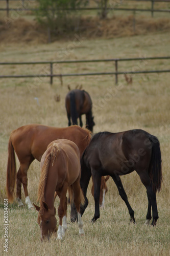 Vier Pferde über Kreuz © annacovic