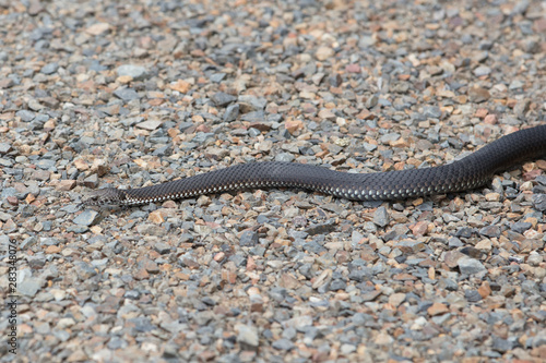 Alpine Copperhead Snake