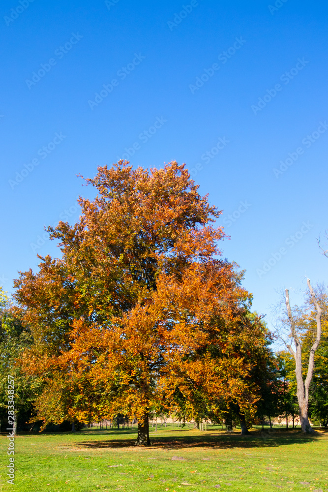 Tree in the park in autumn - obrazy, fototapety, plakaty 