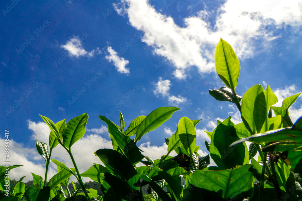 Obraz premium Close up green tea bud and leaves with blue sky background in spring with copyspace