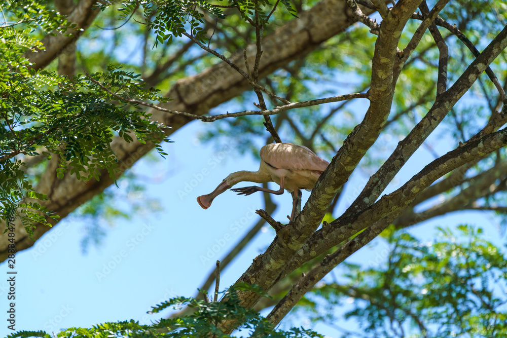 Roseate Spoonbill (Platalea ajaja), taken in Costa Rica Roseate Spoonbill (Platalea ajaja), taken in Costa Rica