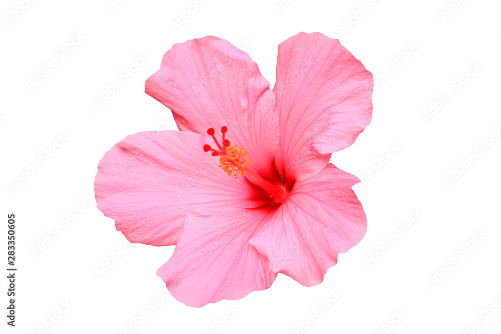 Hawaiian hibiscus flower isolated - obrazy, fototapety, plakaty 
