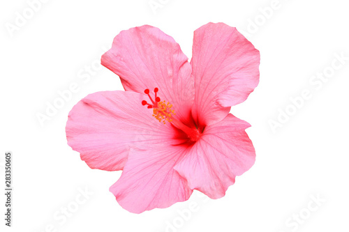 Hawaiian hibiscus flower isolated photo