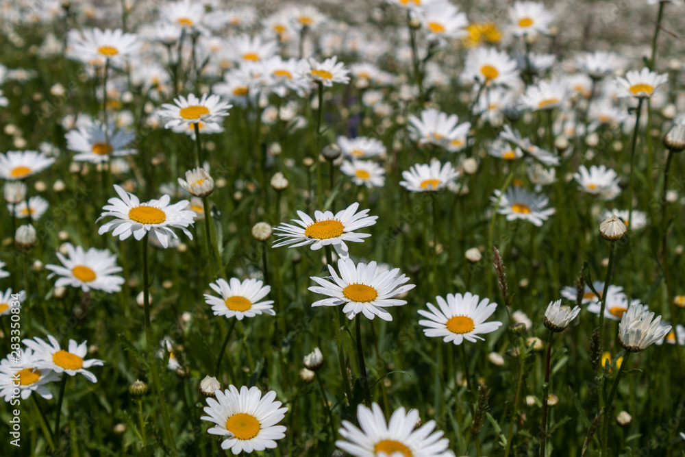 Fototapeta premium White flowers and green grass