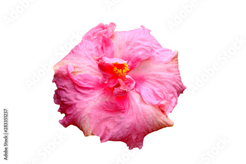 Hawaiian hibiscus flower isolated