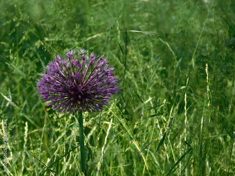 Allium Allium