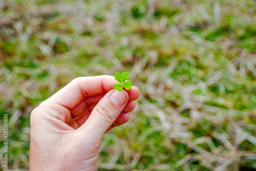 Four leaf shamrock in hand